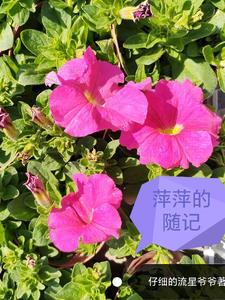萍萍生活